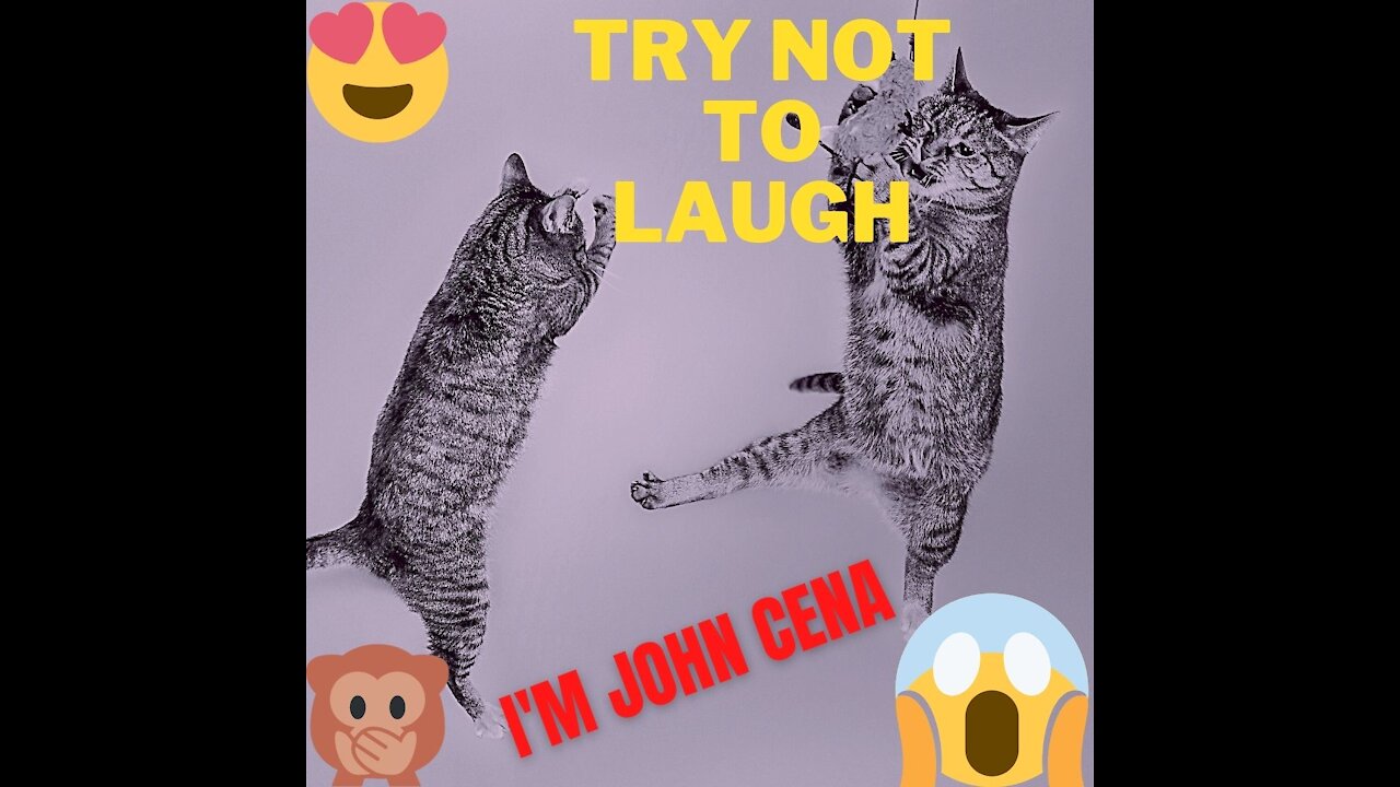 AT V/S CAT, JOH CENA FIGHT