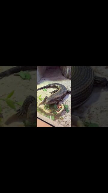 Rodents, Reptiles and Fish at Moncton Zoo