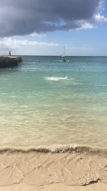 THEY THOUGHT IT WAS A SHARK