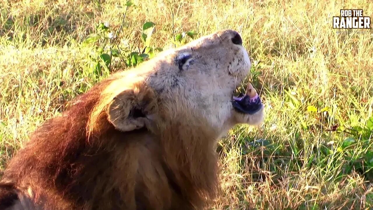 Big Lion (Makulu Mapogo) Territorial Stroll | Archive Footage