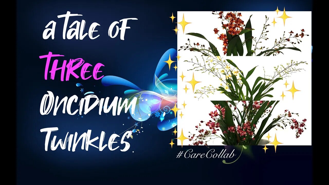 Oncidium Twinkle | The GOOD The BAD The UGLY | Same Set Up | Three different results #CareCollab