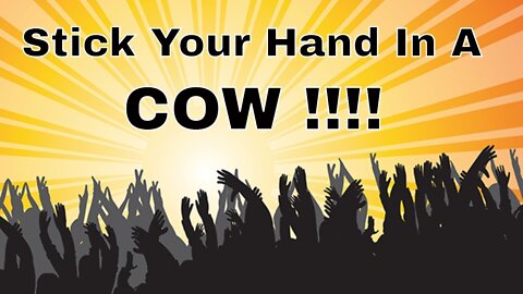 Stick Your Hand In A Cow