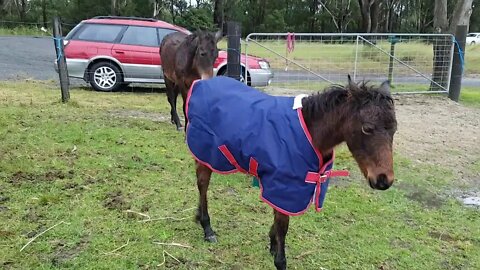 Paddy in his first ever rug