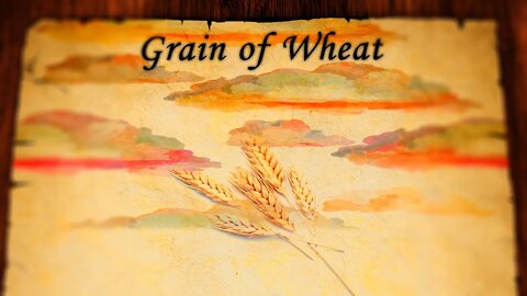 Grain of Wheat