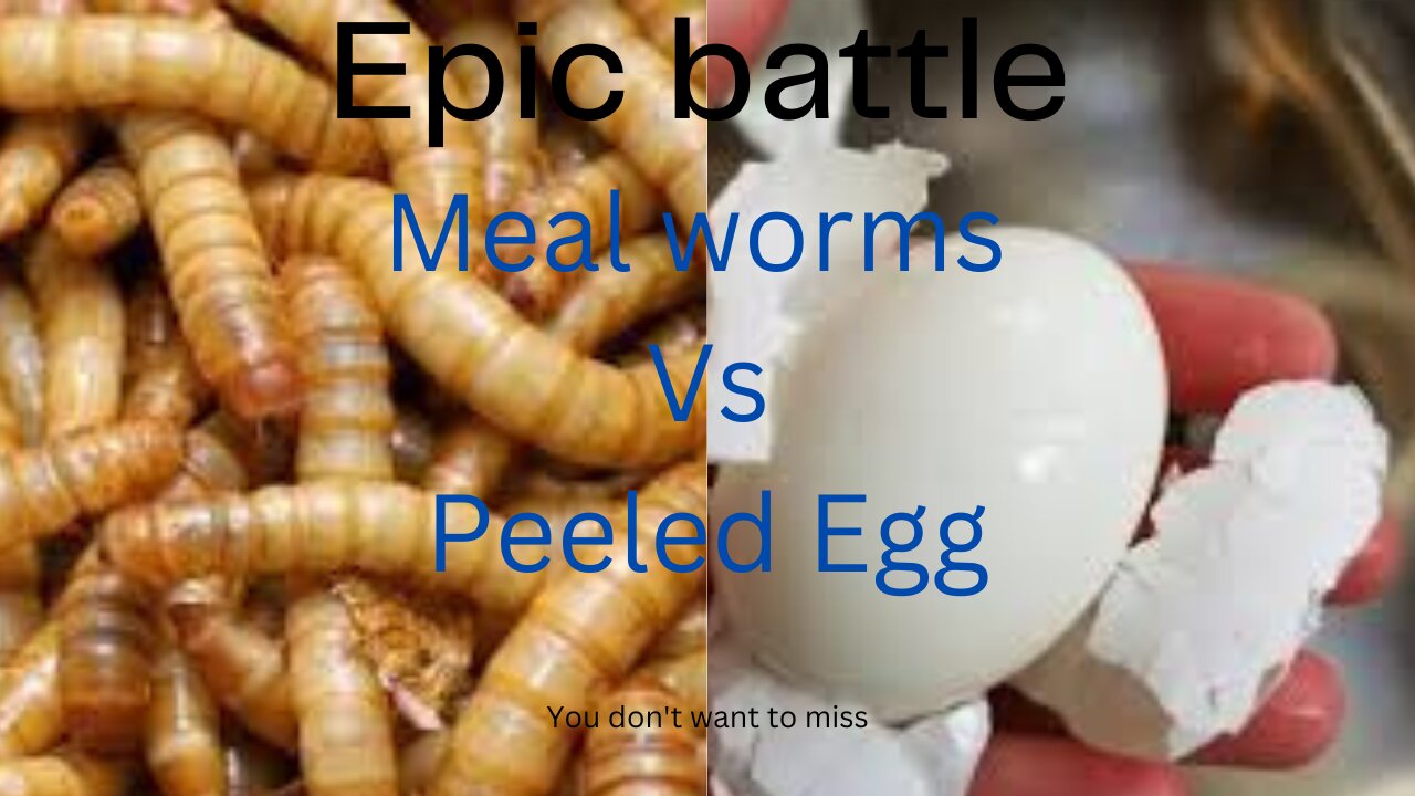 Epic: Meal worms vs Peeled egg