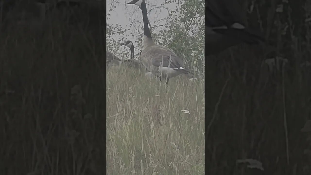 Canadian geese getting bigger at chimney Lake #nature #camping #campingtrip