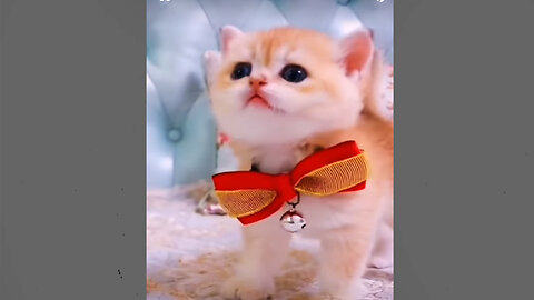 Cute & Funny Cats
