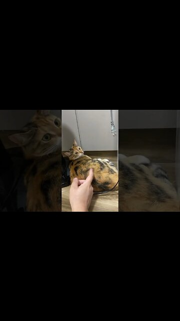 Quem e esse #roconbole #gordinha