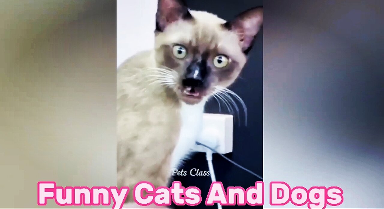 Very Funny cats and Dogs Video