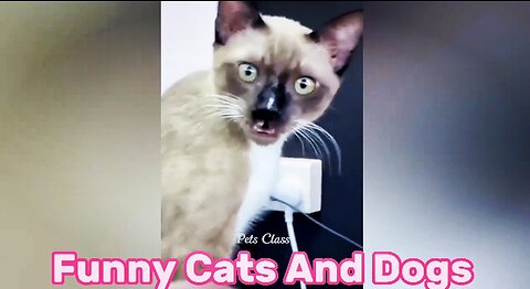 Very Funny cats and Dogs Video