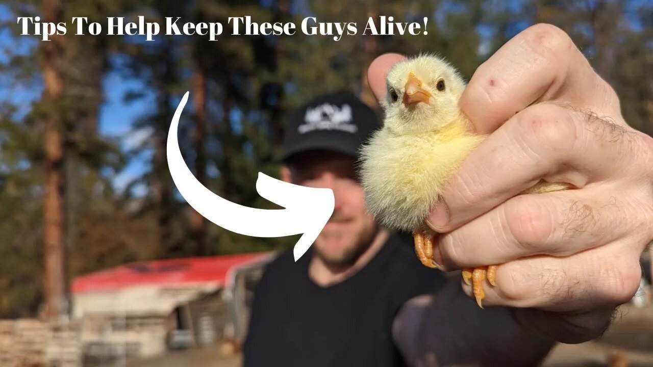 The Perfect Homestead Brooder (Plus Some Chick Tips!)