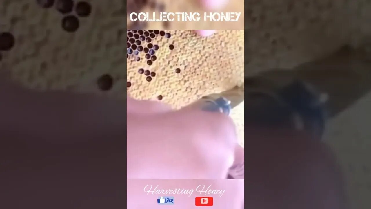 Awesome Honey Harvesting Video!😋🥰#viral #honey #shorts #foryou