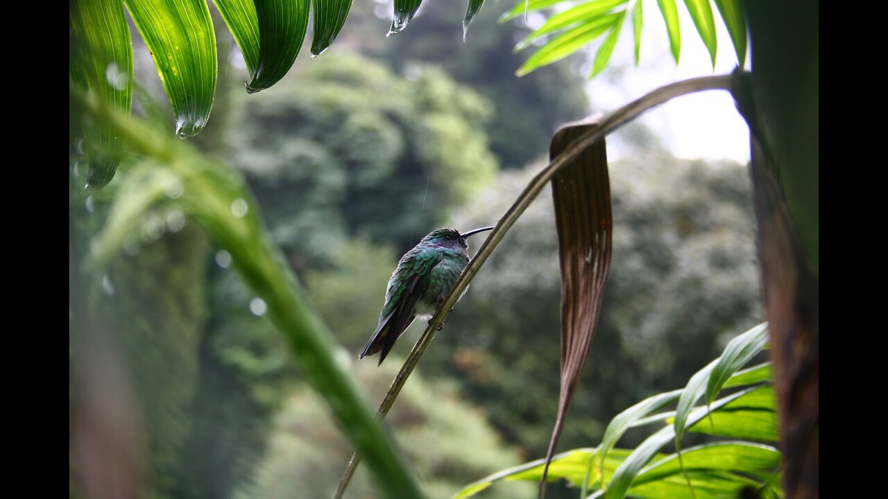 Rain sounds with singing birds [sleep/study/meditation sounds]