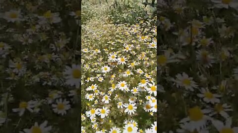 #Kamille #shorts #field