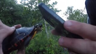 SAVING A TURTLE FROM A FISHING HOOK