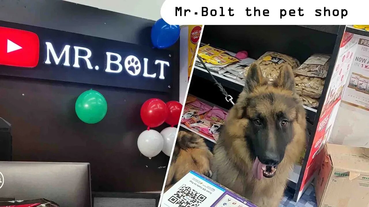 Mr. Bolt the pet shop : Self Promotion : Customer review || Mr.Bolt