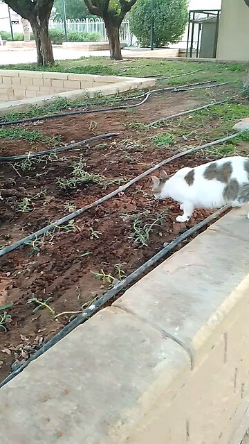 Funny How sweet cat lover Saudia arbia