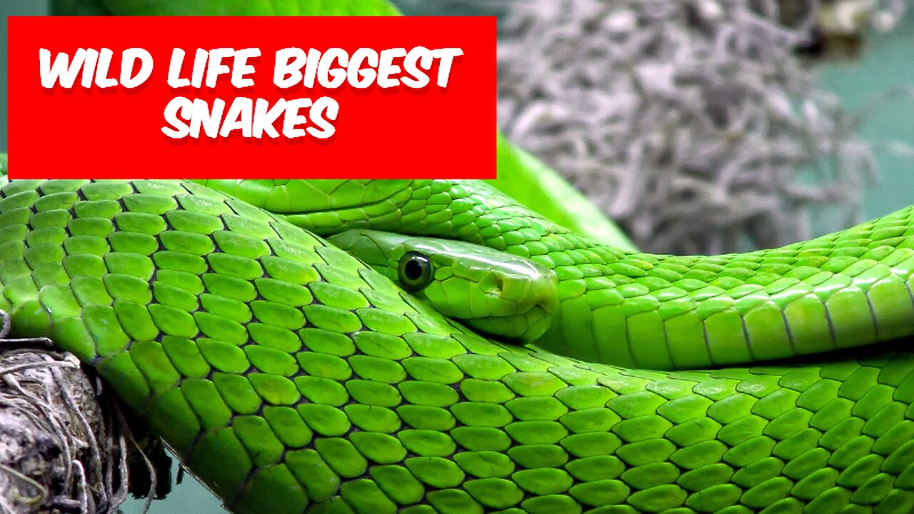 10 Biggest Snakes Ever Captured !