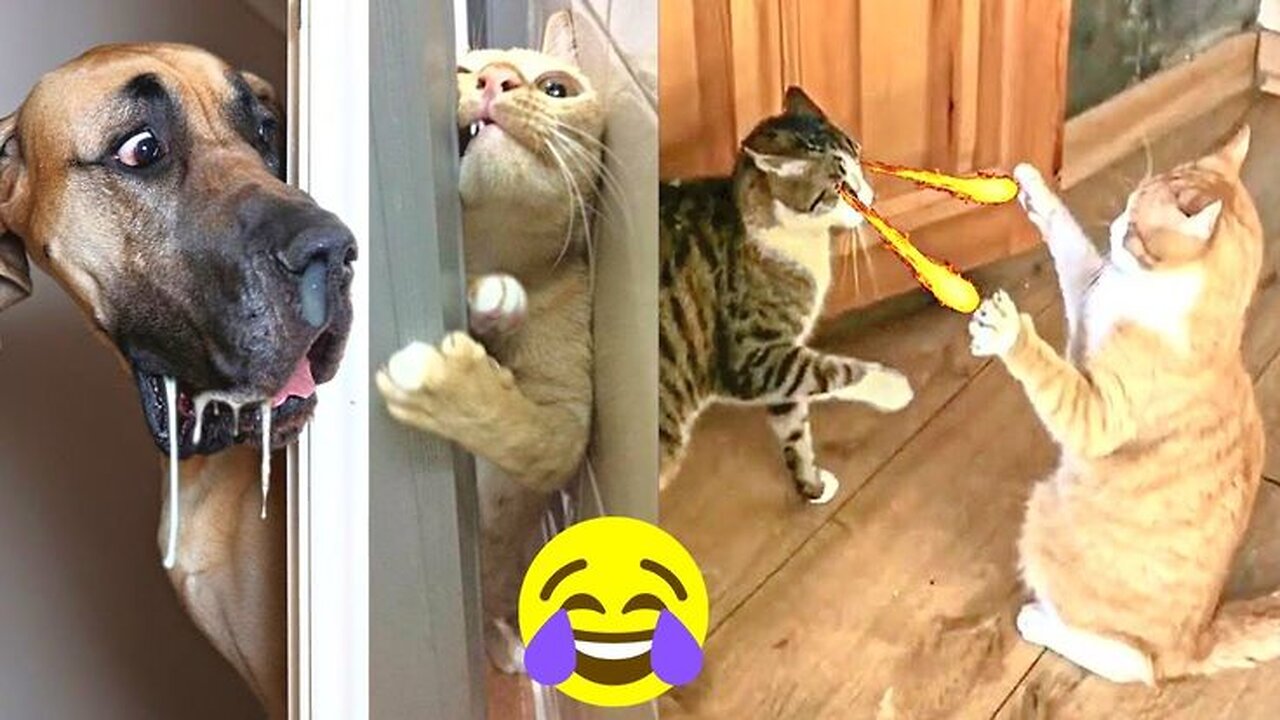 New Funny Animals 2023 😍😁 Funniest Cats and Dogs Videos 😹🐶 Part 1