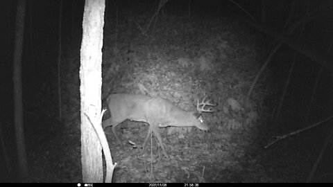 Nice Buck 11-08-2022