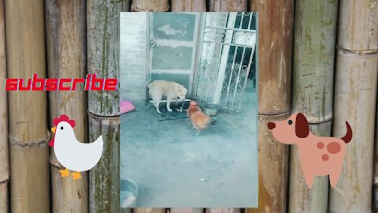 Rooster vs Dog