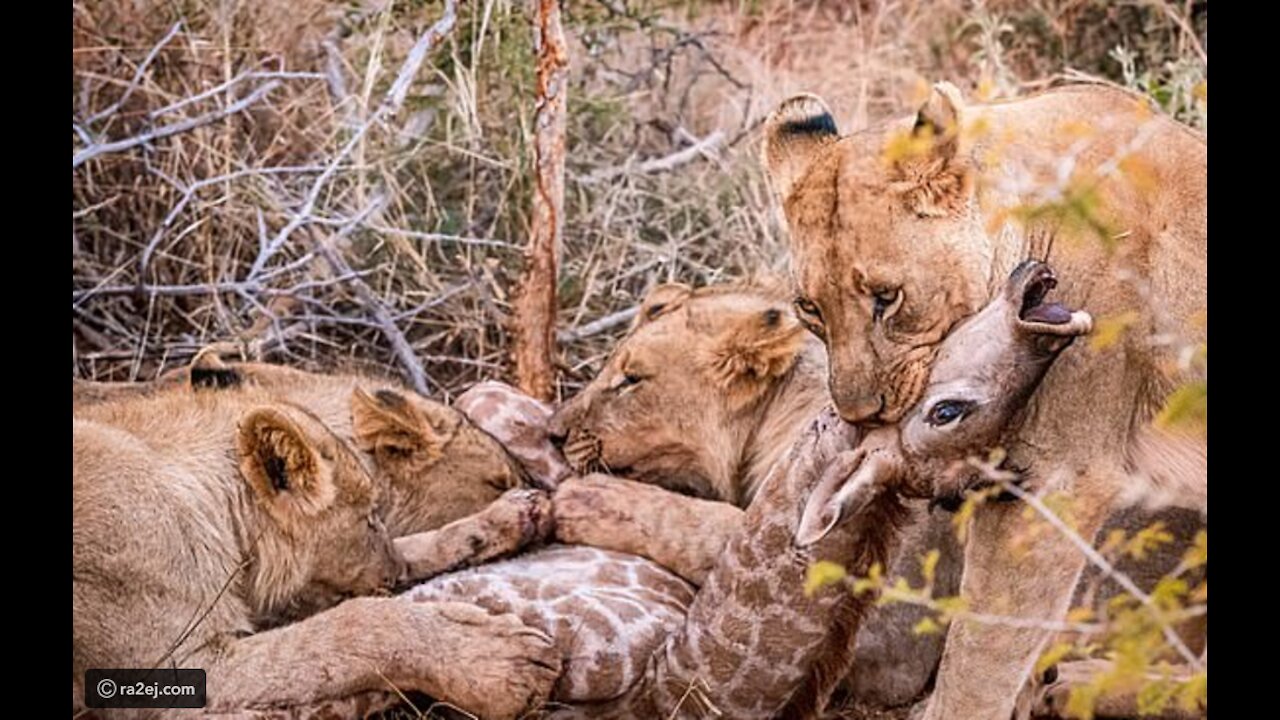 Lions play with a live giraffe before killing it