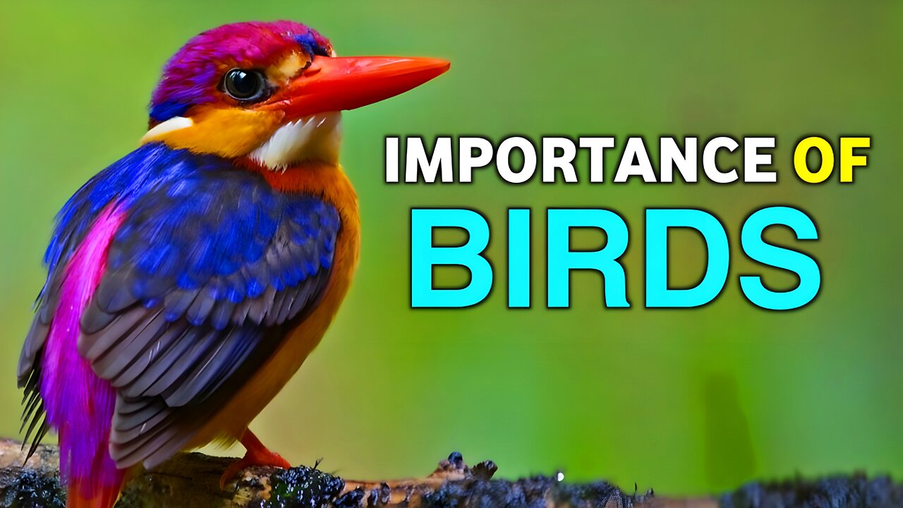 The Importance of Birds in Our Environment