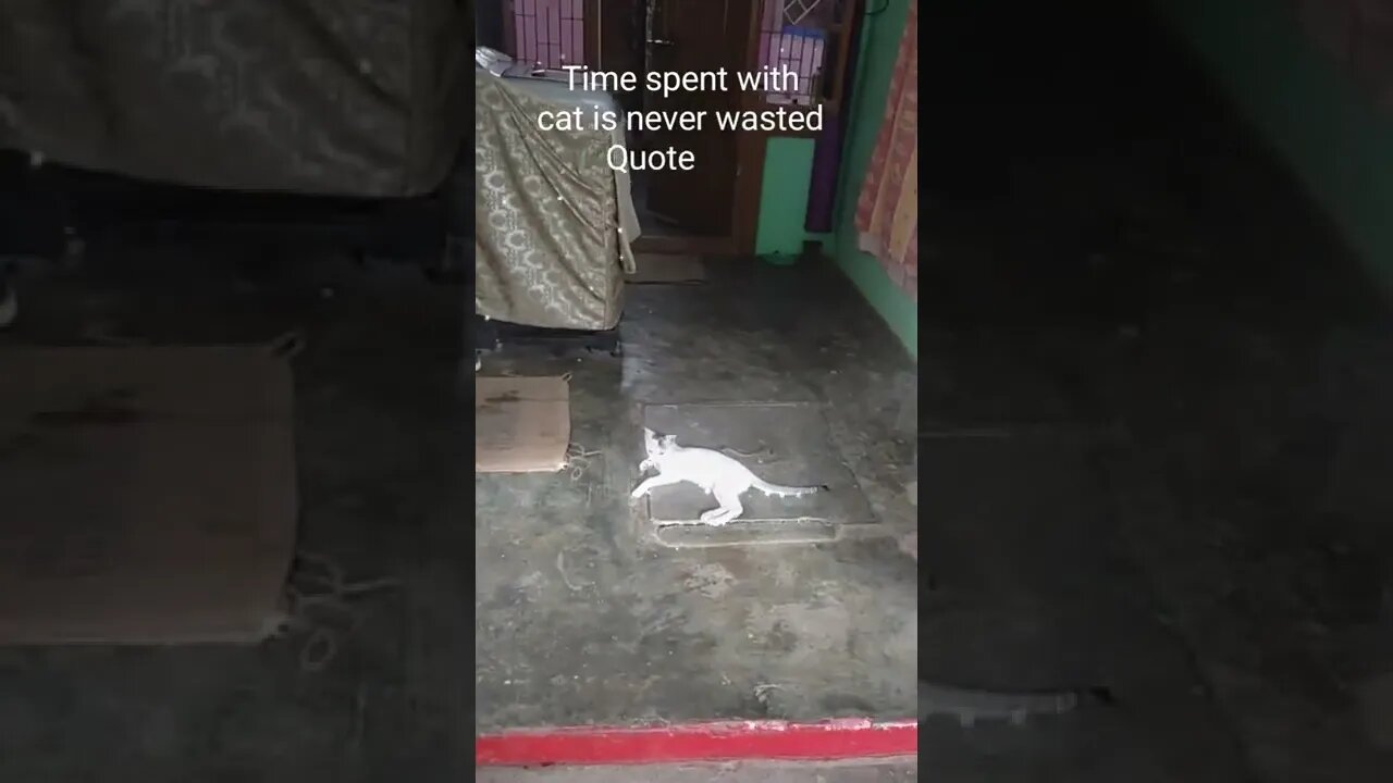 Time spent with cat is never wasted,#shorts,#cat,#animal,#catlovers,#animallover,#viral,#catvideo