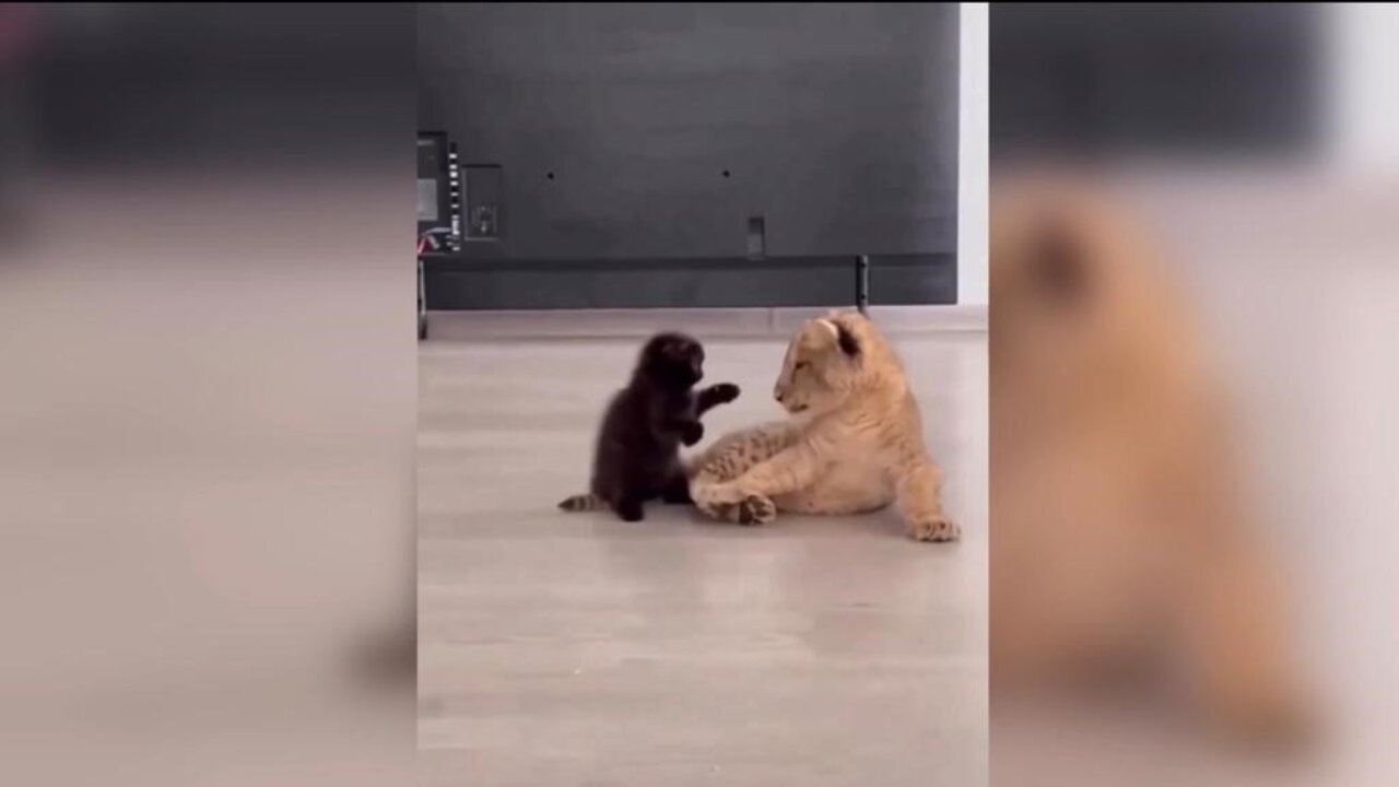 Kitten is trying to attack baby tiger