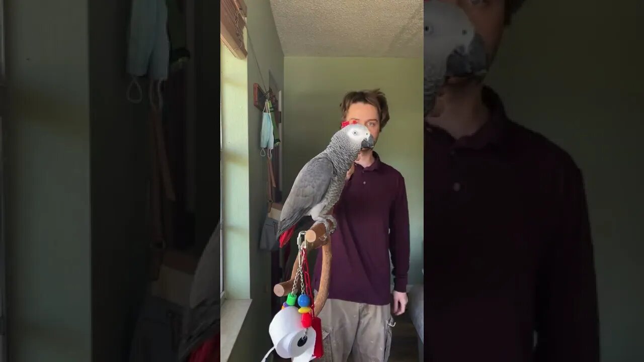 Apollo’s starting to learn verbal colour identification at 2 years old