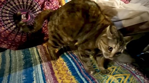Milo Cat play time!!