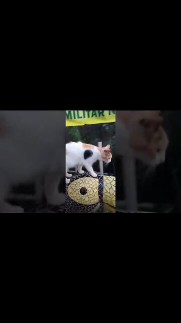 GATO PATRIOTA🇧🇷😅 me visitou e disse que me seguirá meu no Kwai😅