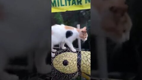 GATO PATRIOTA🇧🇷😅 me visitou e disse que me seguirá meu no Kwai😅