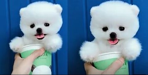 Tik Tok Puppies 🐶 Cute and Funny Dog Videos Compilation