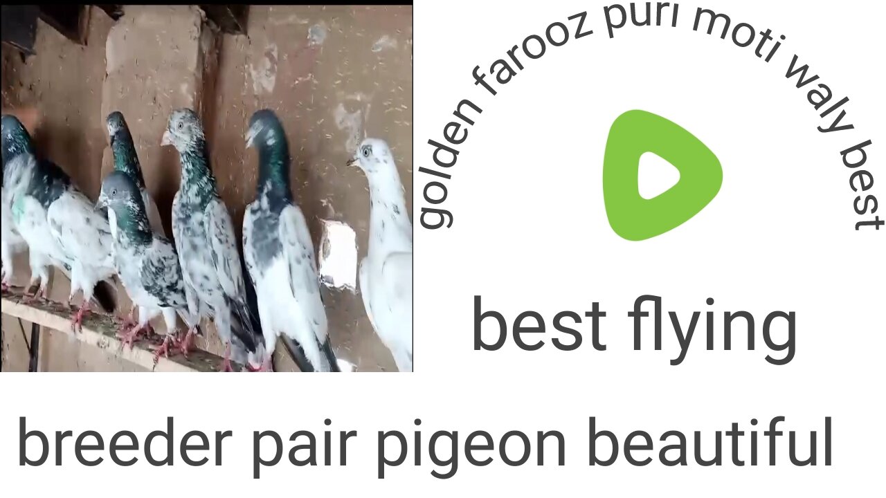 Golden faroz puri pigeon