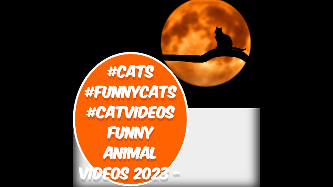 Funny animal videos 2023 - Funny cats/dogs - Funny animals /Happy Pett