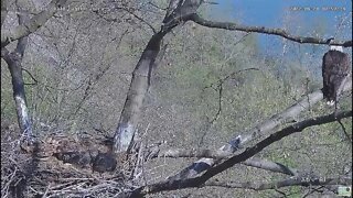 Hays Bald Eagles Mom watches Red Tailed Hawk flyby 2022 04 28 959am