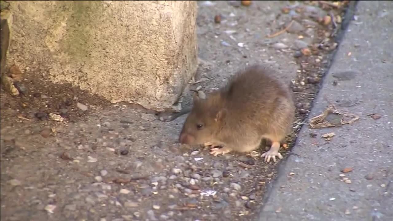 ODA issues public health alert for Cleveland area after one company's misuse of rodenticides