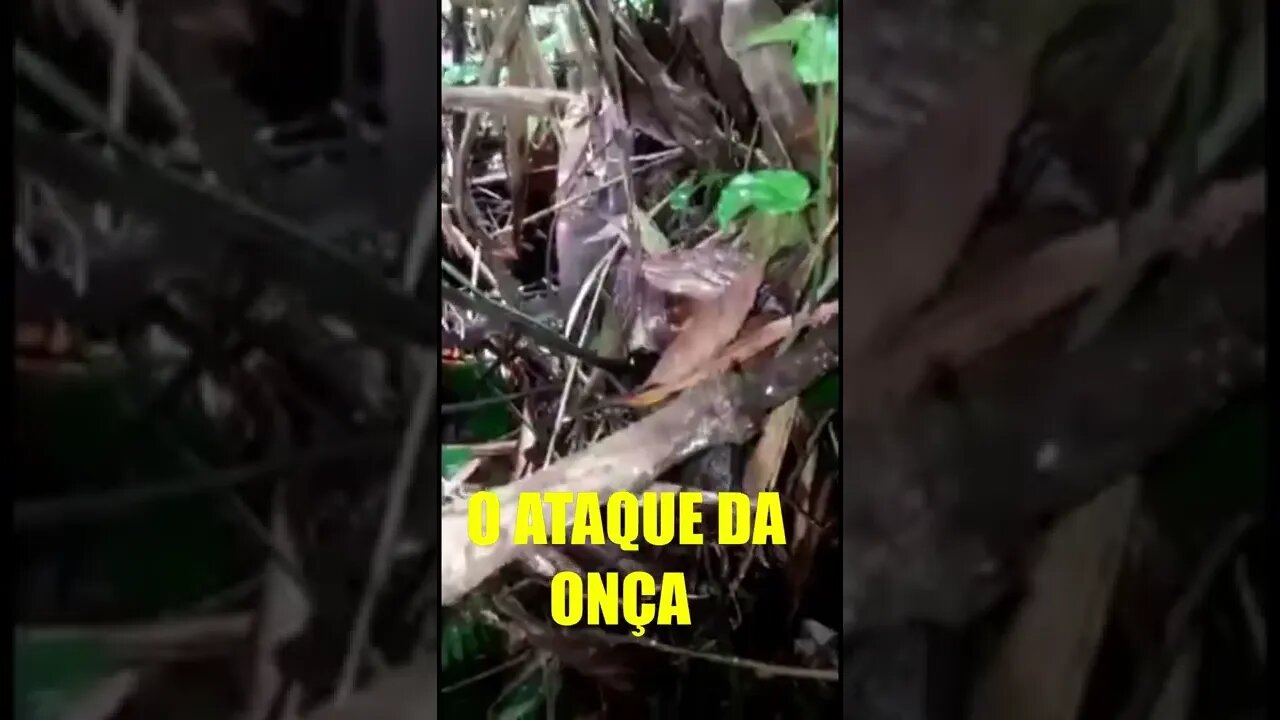 OLHA O ATAQUE DA ONÇA 😄