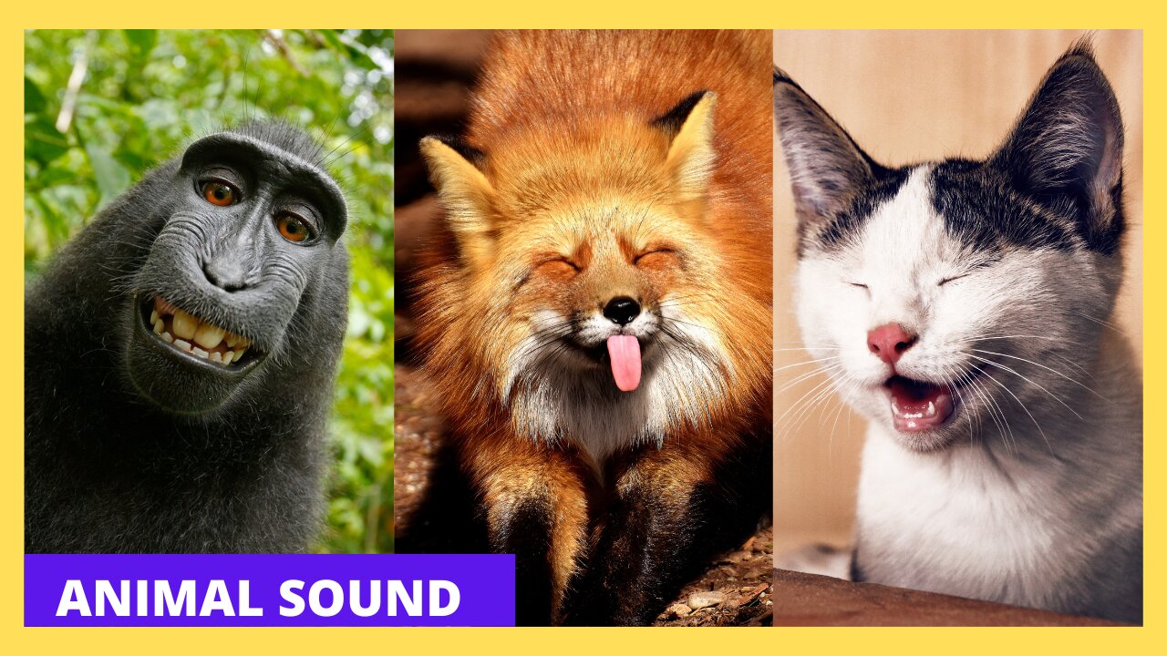 Animal Sounds for Children (20 Amazing Animals)