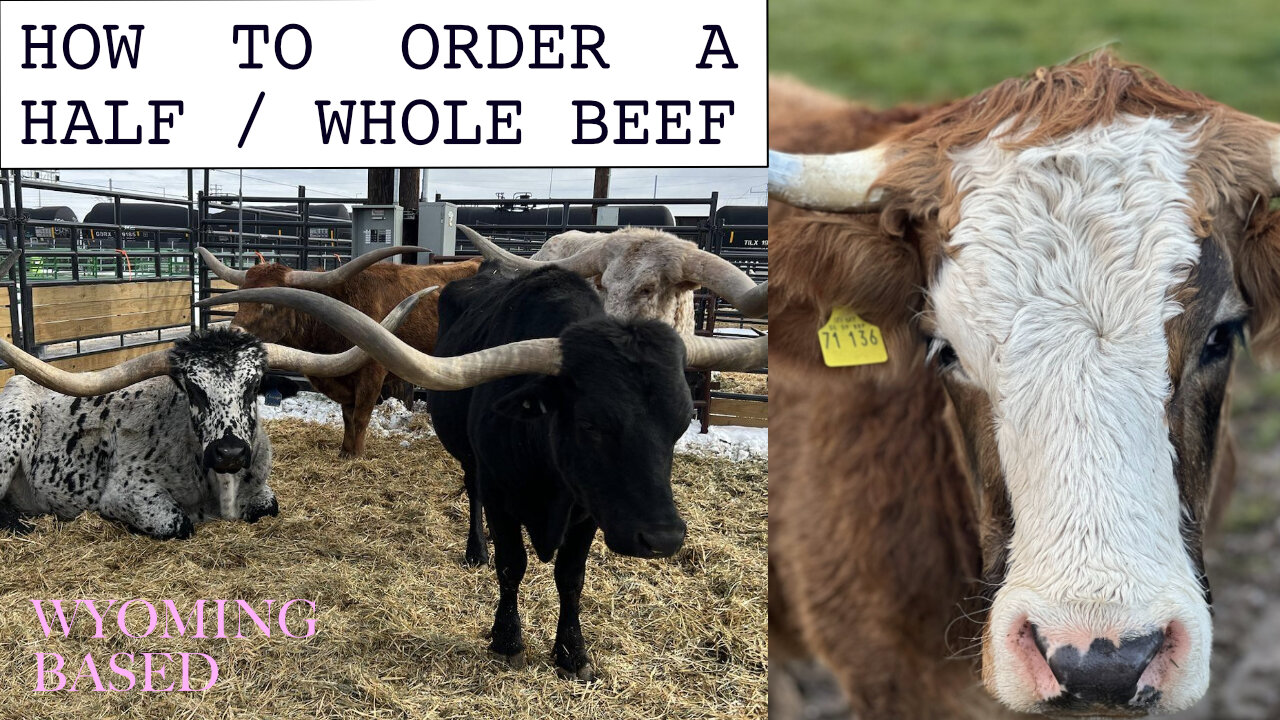 How to order bulk beef for the 1st time. 5 steps. Detailed video explanation. Buy local.