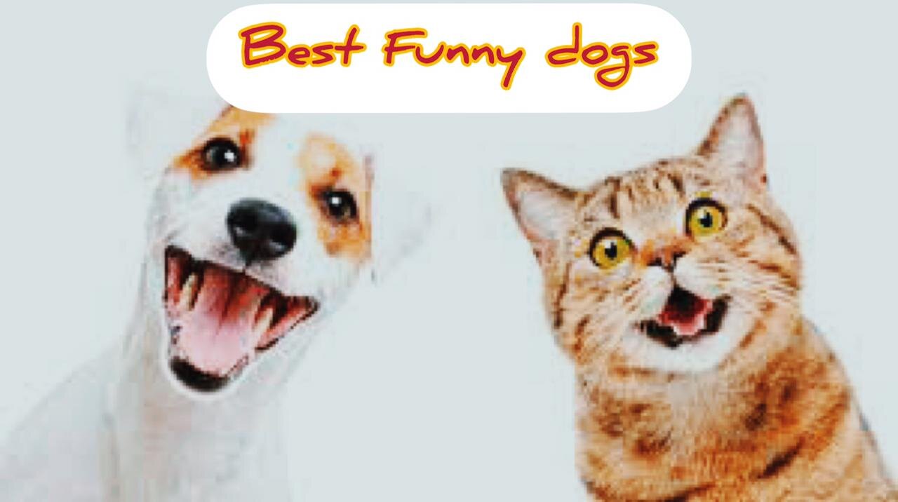 Best Funny Dogs