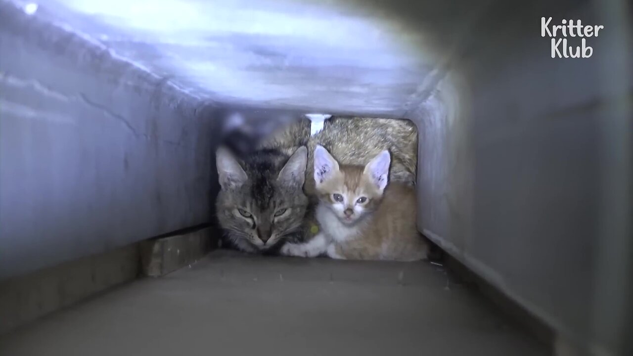 HELP! Mother And Two Kittens Stuck In A Wall Pillar.. l Animal in Crisis