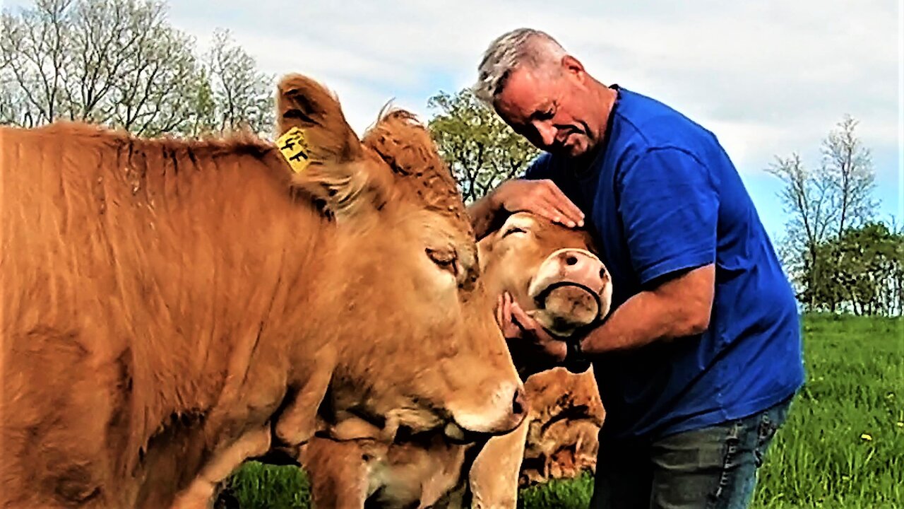 Cows become extremely demanding for love and affection