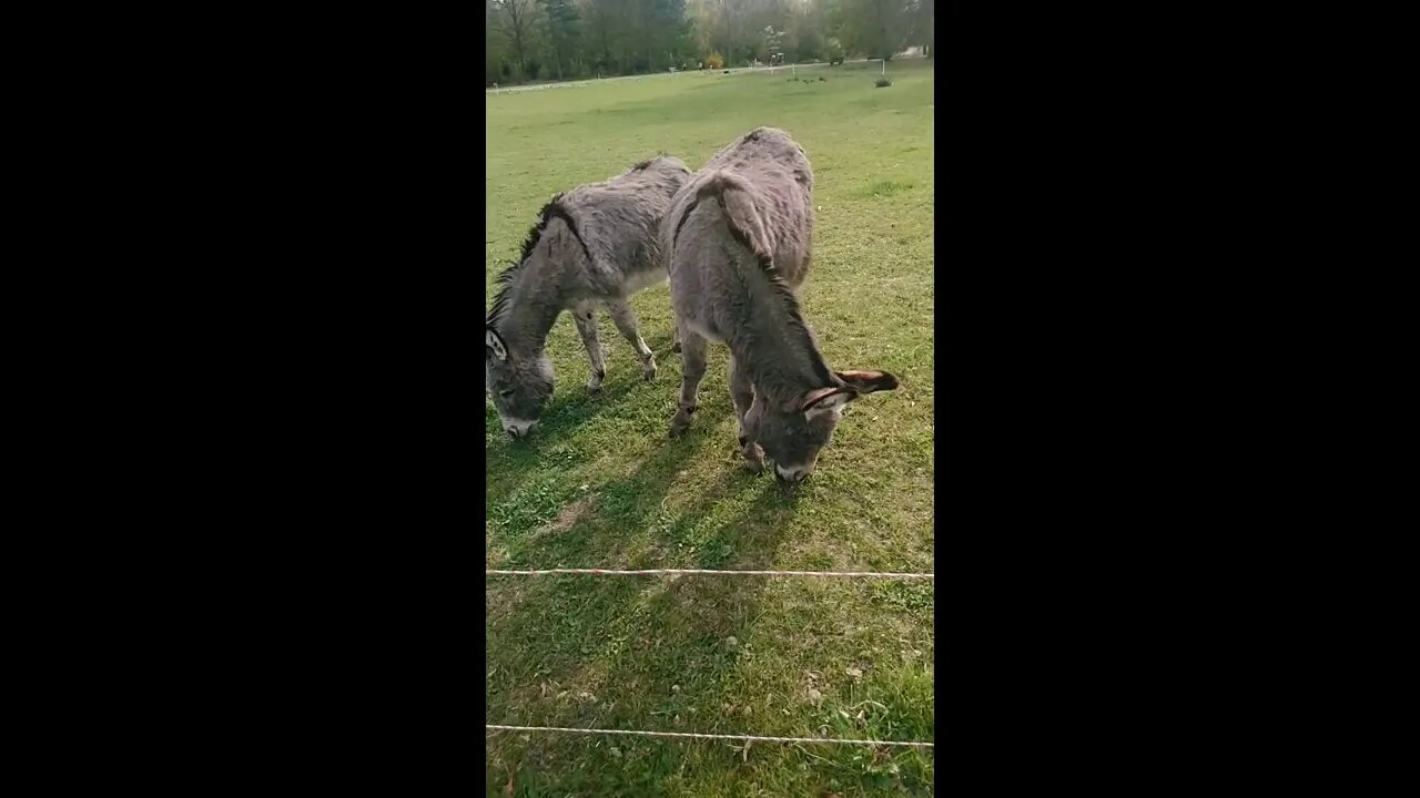 Meine Liebesflamme könnt ihr nicht anders bekannt machen als durch das Gespräch...