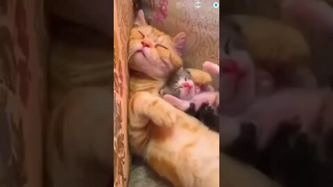 cute cat videos 😹 funny videos 😂 612 😻