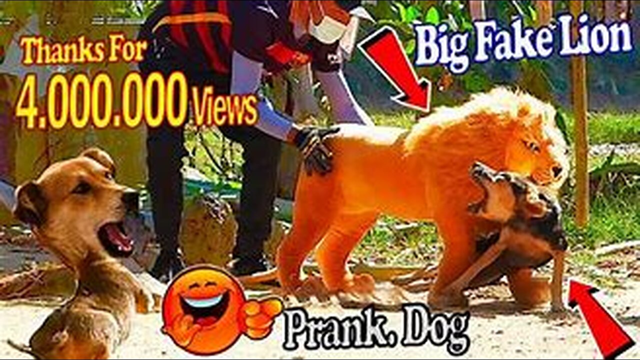 Troll Prank Dog Funny & Fake Lion and Fake Tiger Prank To Dog & Huge Box Prank To Dog