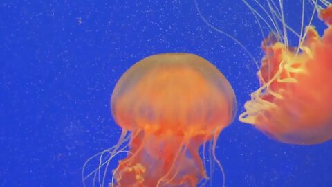 Slow motion close-up of giant orange medusa jellyfish in aquarium, blue background