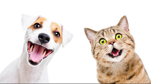 Crazy Pets it's Time To Laugh Part 1