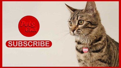 Funniest Animals Funny Cats And Baby Funny Pets Video Pets End